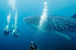 A whale shark is swimming in the ocean.