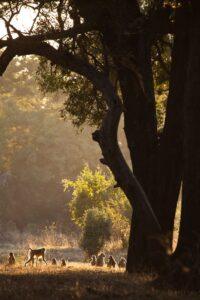 A tree with leaves on it's branches in the sun.
