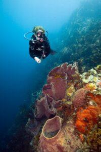 A scuba diver is swimming over the coral reef.