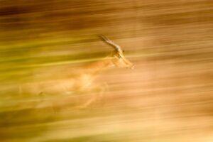 A blurry image of a deer running in the grass.