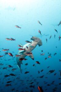 A large shark swimming in the ocean surrounded by fish.