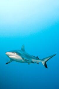 A shark swimming in the ocean under water.