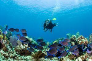 A scuba diver is swimming over the coral reef.