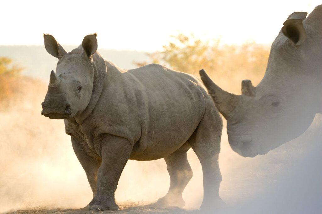 12_0_1902_1rhinocalf1912