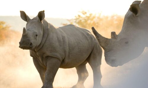 Two rhinos are walking in the dirt near trees.