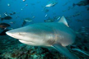 A shark swimming in the ocean with other fish.
