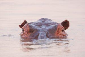 A hippo is swimming in the water.