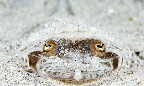 A close up of the eyes and head of a crab