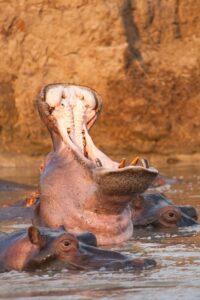 A group of hippos in the water with food.