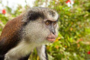 A monkey is looking at the camera.