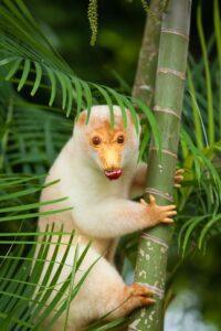 A white monkey with yellow eyes climbing on a tree
