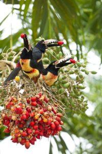 A group of birds perched on top of a tree.