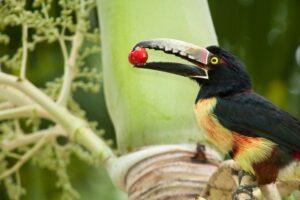 A bird with a red beak and yellow head