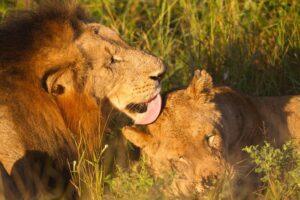 Two lions are playing in the grass together.