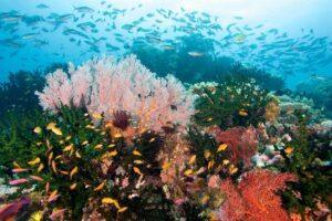 A coral reef with many different types of fish.