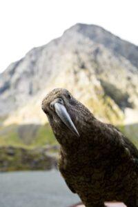A bird with long beak and mountain in background.