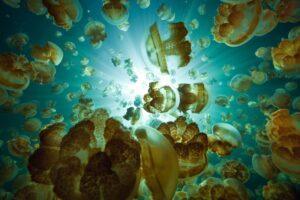 A group of jellyfish floating in the ocean.