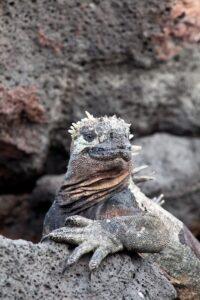 A close up of the head and neck of an animal