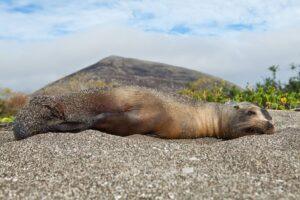 A sea lion laying on the beach with its head down.
