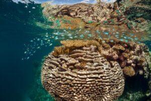 A coral reef with many different types of coral.