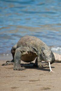 A large lizard is eating something on the beach.