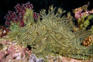 A green and brown sea slug on the ocean floor.
