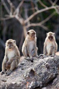 Three monkeys sitting on a rock in the forest.