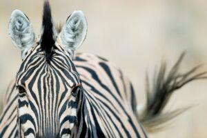 A zebra is standing in the sand and looking at the camera.
