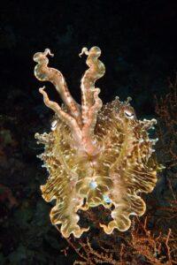 A close up of an animal with long tentacles