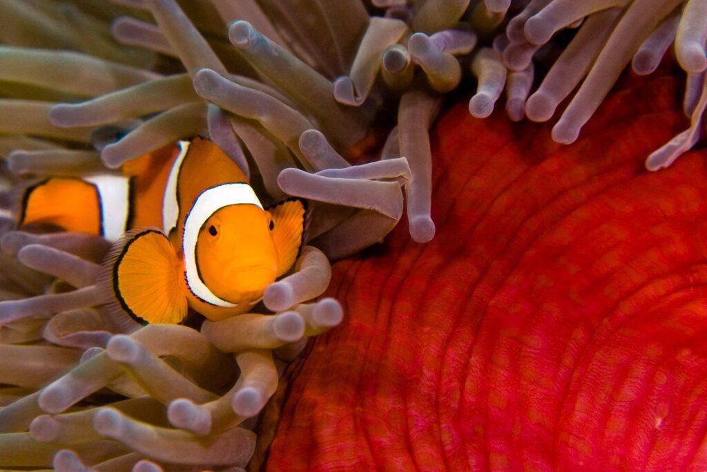 27_0_1989_1uwpng_lousiades_0129