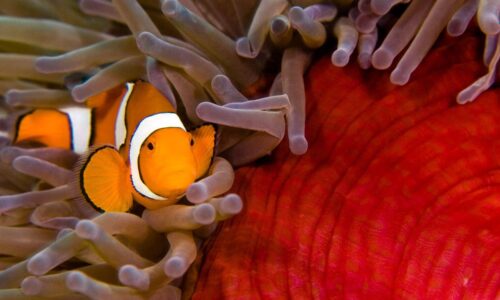 A clown fish is hiding in the tentacles of an anemone.
