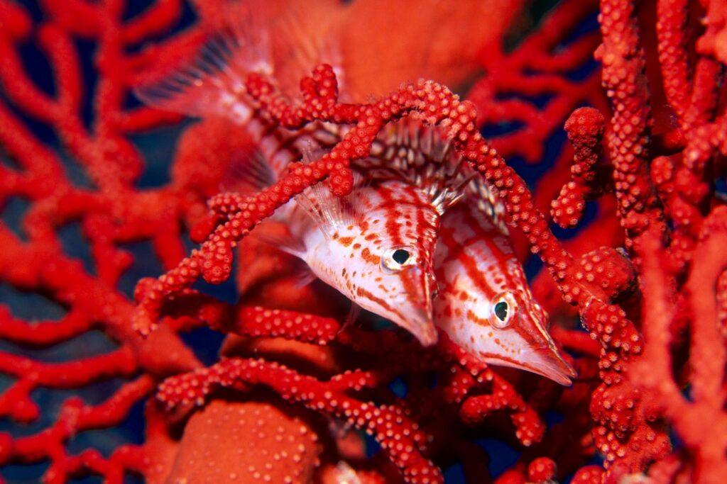 28_0_1983_1od5_longnosehawkfish