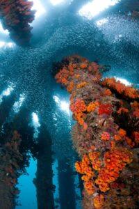 A coral reef with many different colors of sea fans.