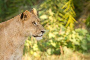 A close up of a lion in the grass
