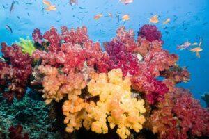 A coral reef with many different colors of sea life.