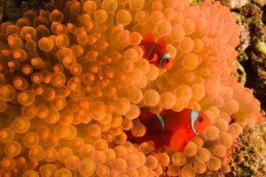 Two red fish swimming in a coral reef.