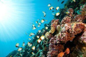 A coral reef with many fish swimming around it.