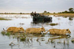 A group of lions walking across water in the wild.
