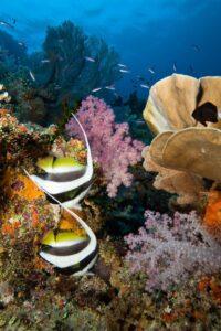 A couple of fish swimming in the ocean.
