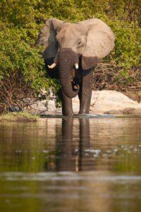 A large elephant walking across the water.