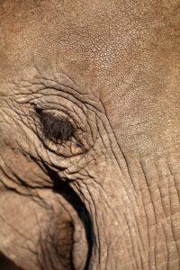 A close up of an elephant 's eye