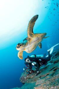 A turtle is swimming in the water with two divers.