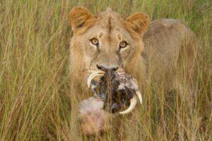 A lion with its mouth open eating some food