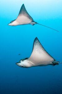 Two manta rays swimming in the ocean.
