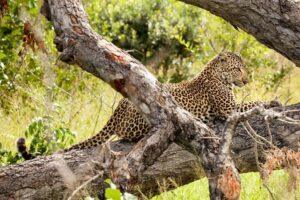 A leopard is sitting on the branch of a tree.