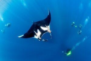 A manta ray swimming in the ocean with two divers.