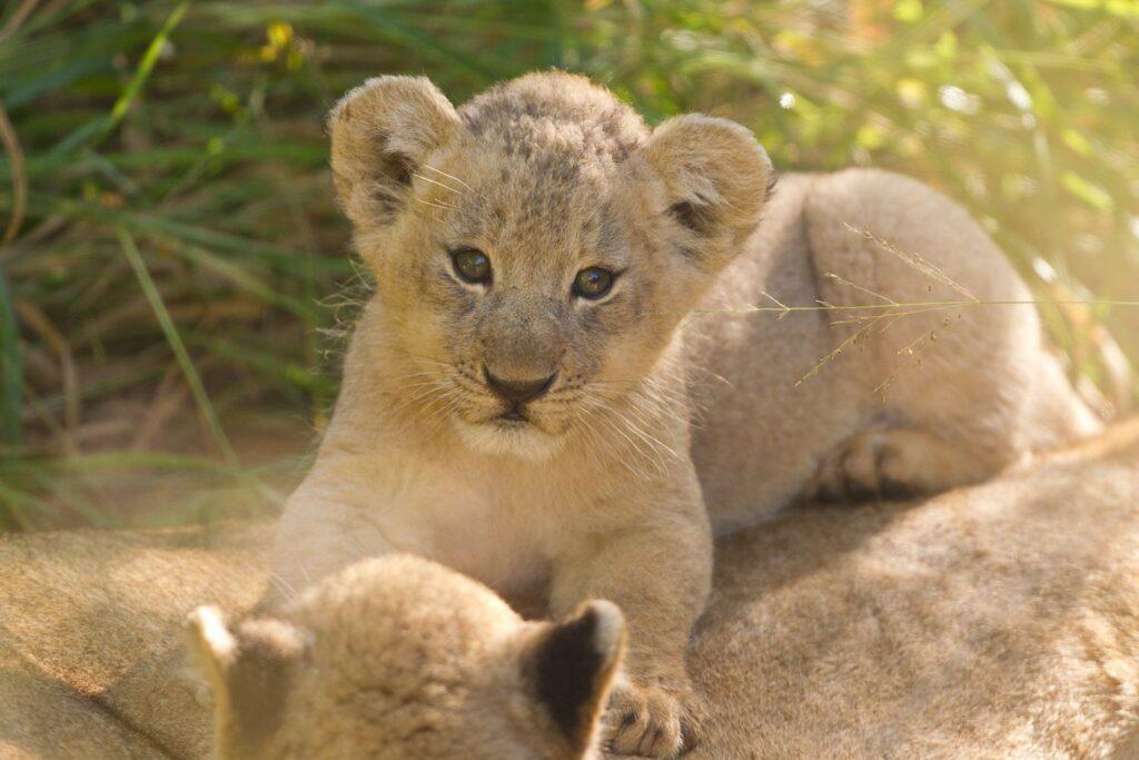 Newly born lion cubs.