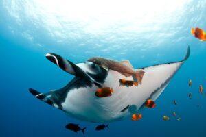 A fish swimming in the ocean with other fish.