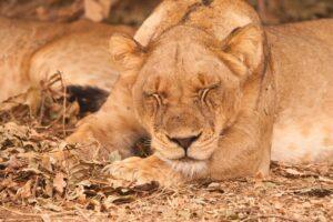 A lion laying down in the dirt with its eyes closed.