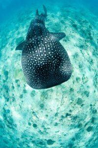 A whale shark swimming in the ocean.
